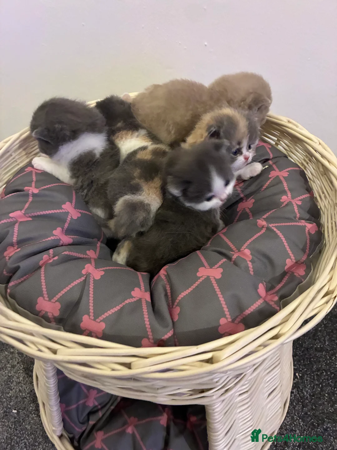 British Shorthair cats for sale: LAST 1 REMAINING BSH TICA KITTENS - Advert 4