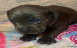 Mixed Breed dogs for sale: Cane Corse X puppies  - Image 7