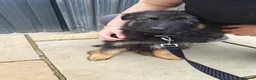 German Shepherd dogs for sale: 8 week old straight back German shepherd  - Advert 5