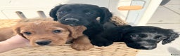Cocker Spaniel dogs for sale: RED & BLACK COCKER SPANIEL PUPPIES READY NOW 🐶🧡  - Advert 3