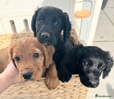 Cocker Spaniel dogs - Advert 11