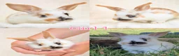 Mini Lop rabbits for sale: Baby Mini Lops for Sale - Advert 6