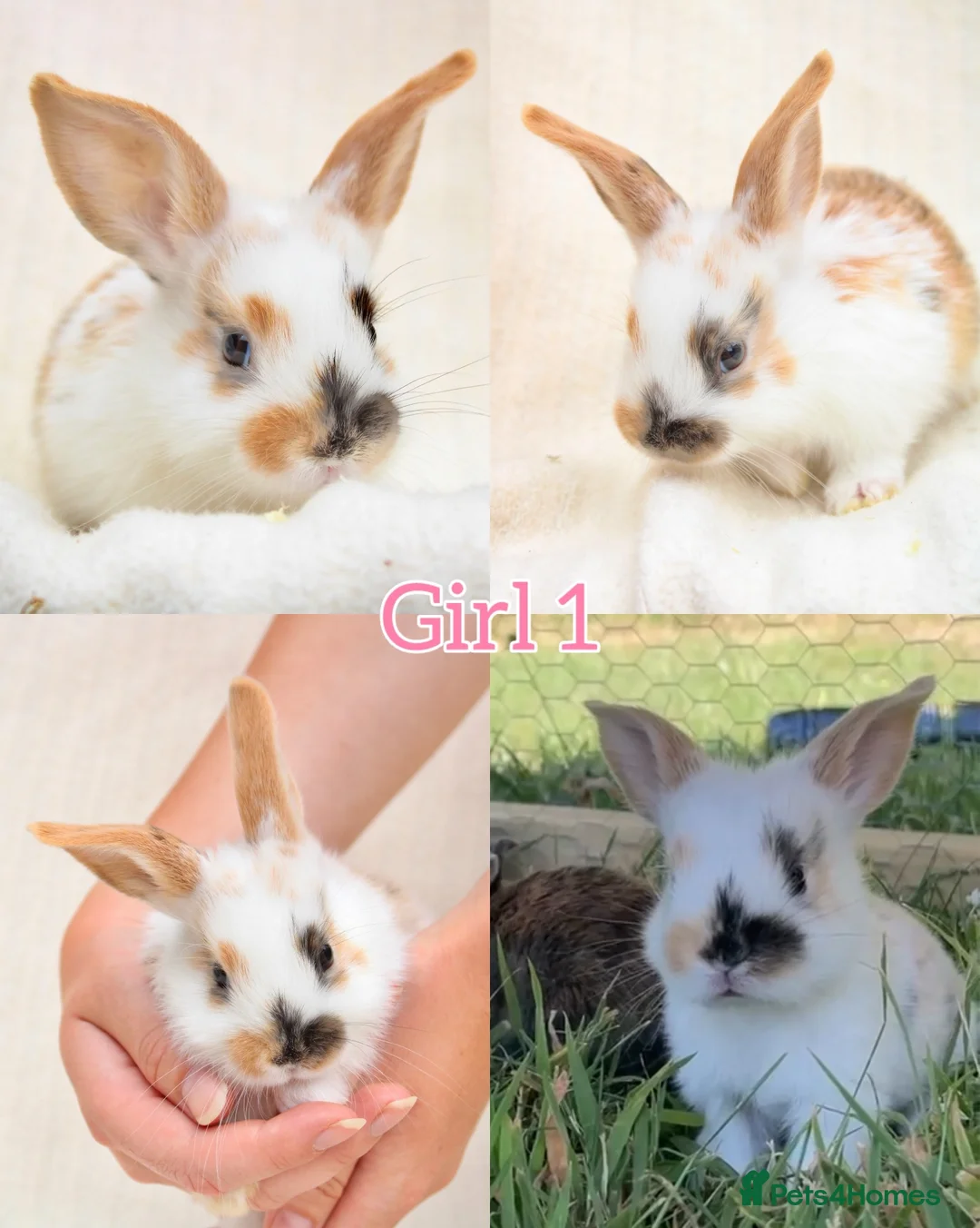 Mini Lop rabbits for sale: Baby Mini Lops for Sale - Advert 6