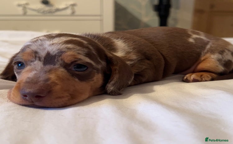 Miniature Dachshund dogs - Advert 4