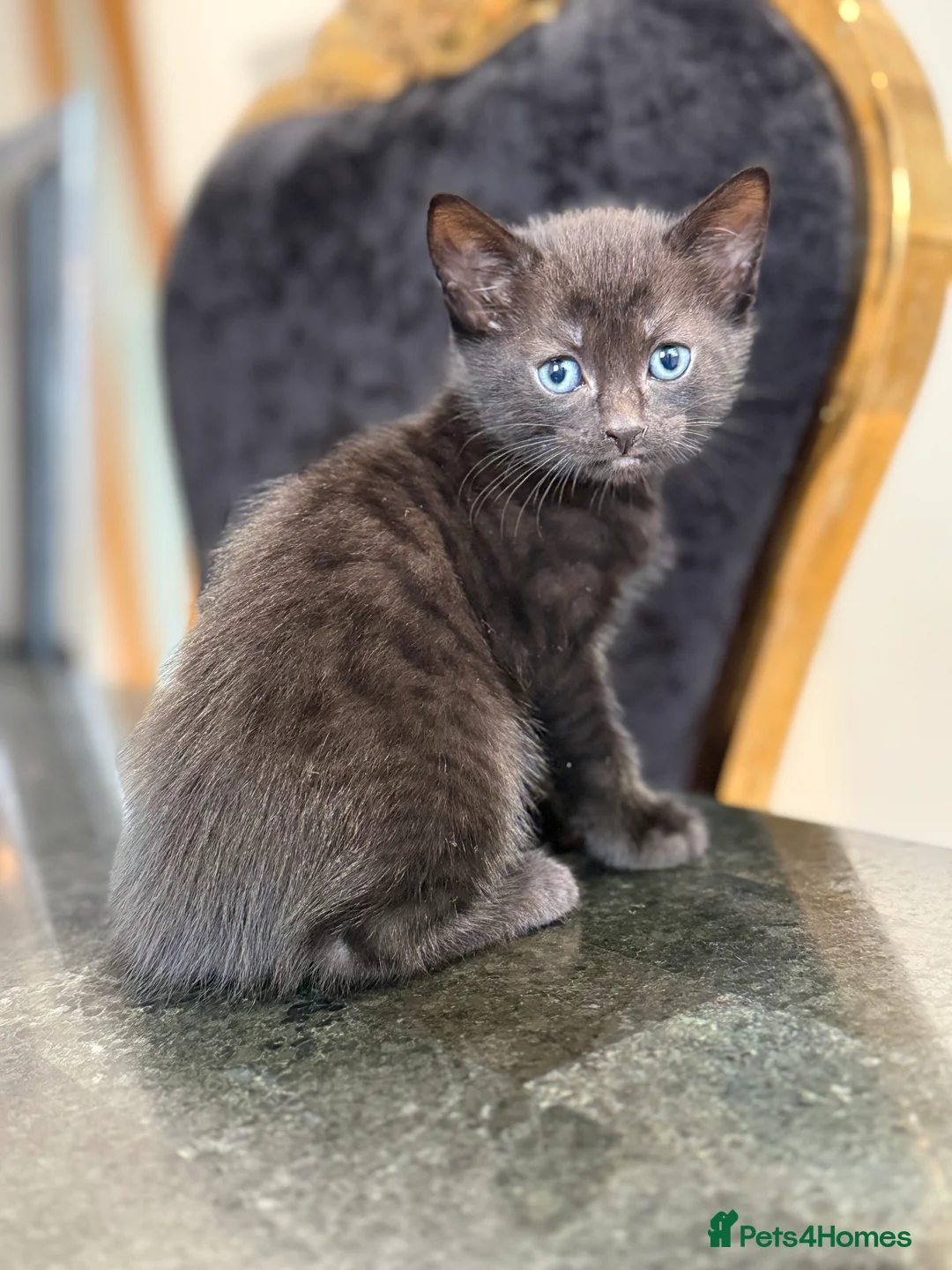Mixed Breed cats for sale: Beautiful kittens need a home - Advert 2