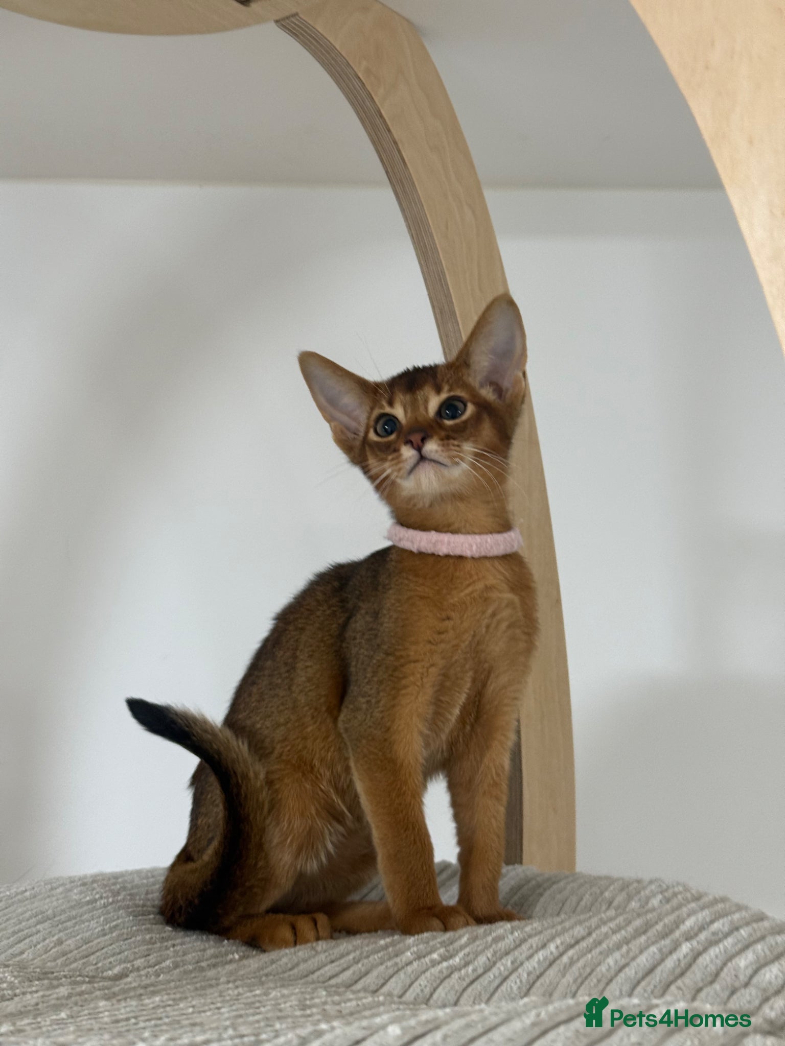 Abyssinian cats Champion parents GCCF registered Amazing 😻😻😻 - Advert 2