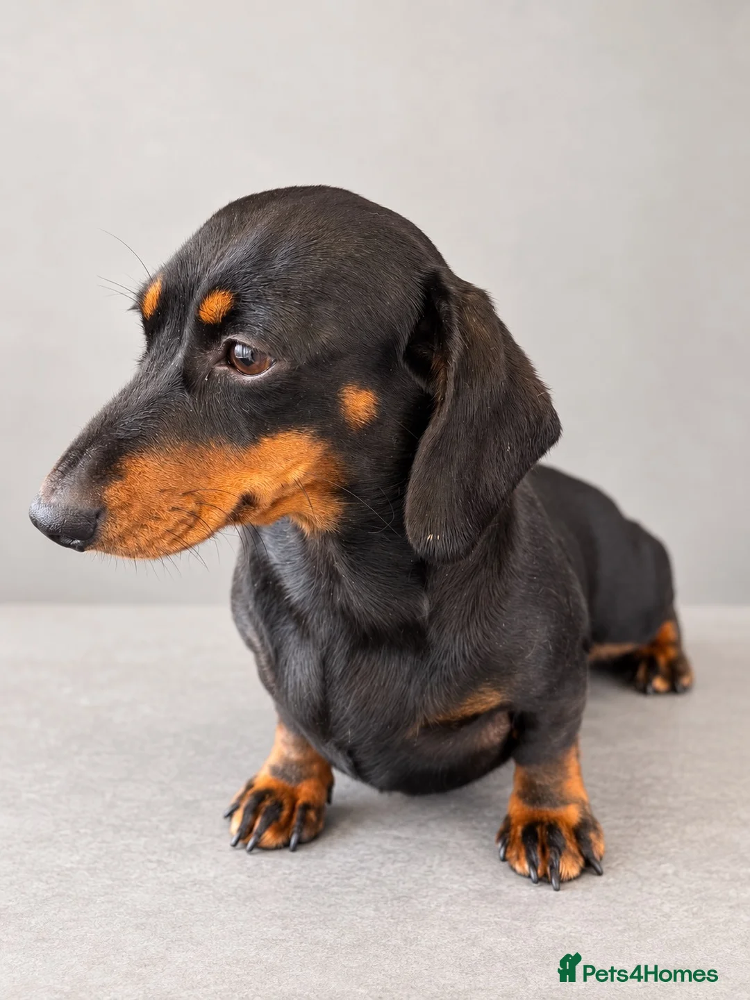 Miniature Dachshund dogs for sale: Stunning Kc registered Miniature Dachshund  - Advert 3
