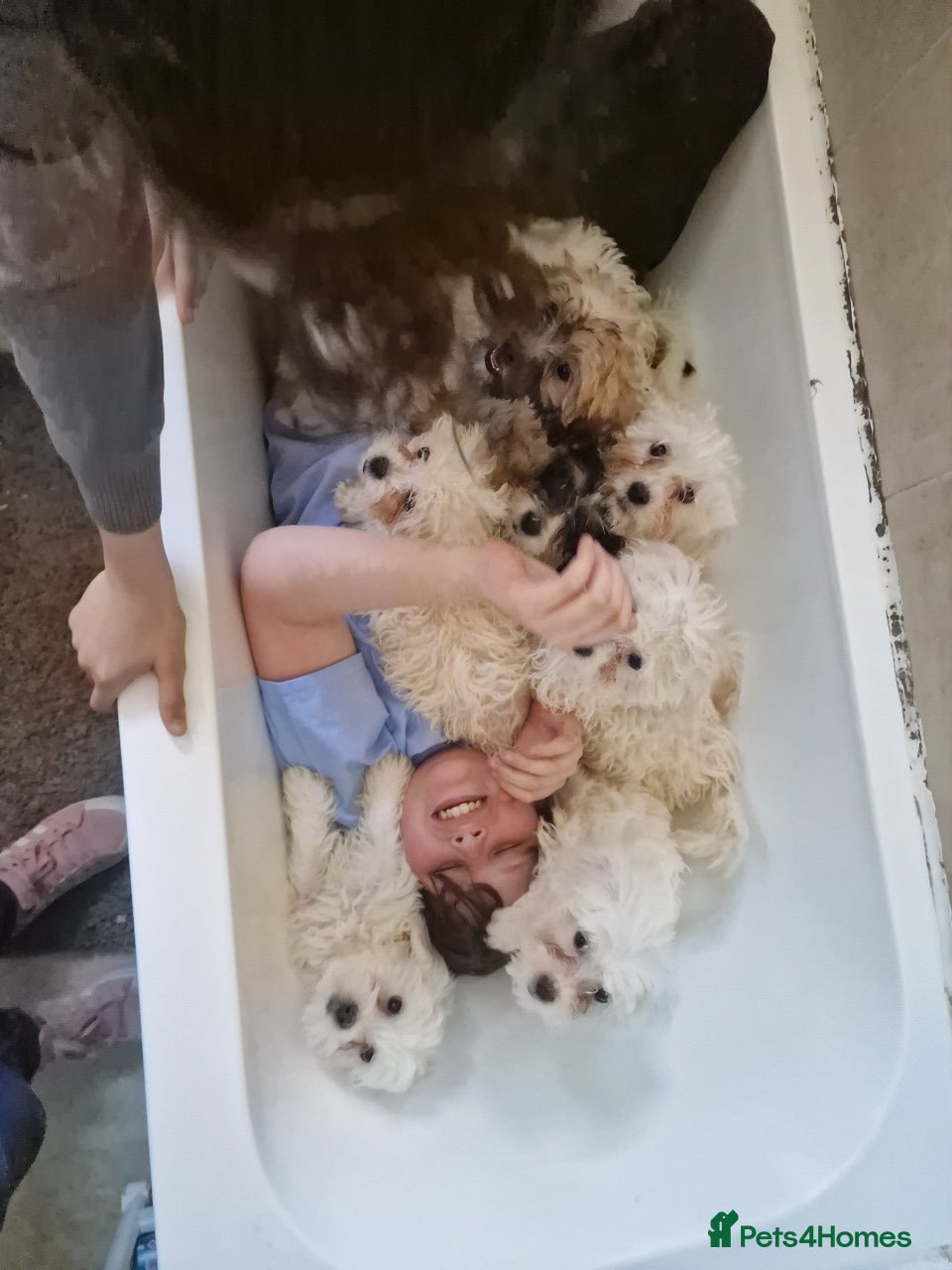 Mixed Breed dogs Bichon freise cross Bichon terrier  - Advert 11