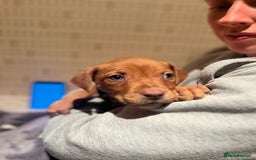 Mixed Breed dogs for sale: Mastiff hybrid - Advert 4