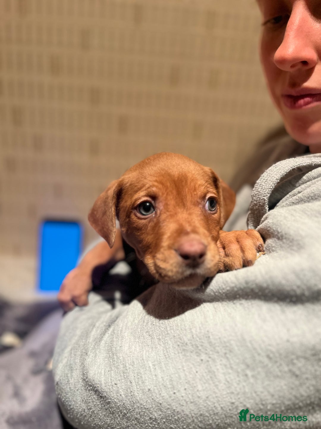 Mixed Breed dogs for sale: Mastiff hybrid - Advert 4