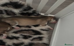 Siberian Husky dogs for sale: Siberian huskies  for sale  - Image 20