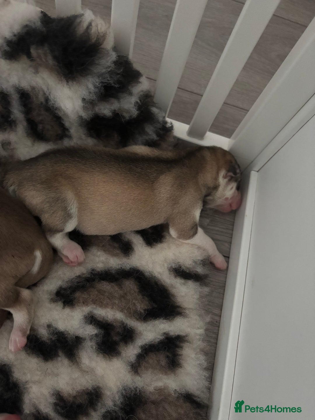 Siberian Husky dogs for sale: Siberian huskies  for sale  - Image 20