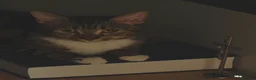 Mixed Breed cats for sale: 1 year old tabby female  - Advert 2