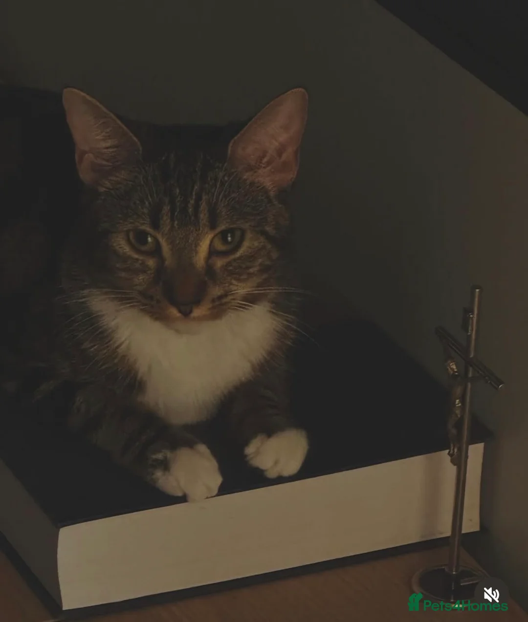 Mixed Breed cats for sale: 1 year old tabby female  - Advert 2