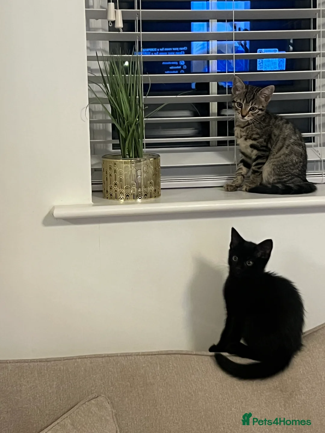 Bengal cats for sale: 4 kittens bengal mum, Russian blue dad  - Advert 2