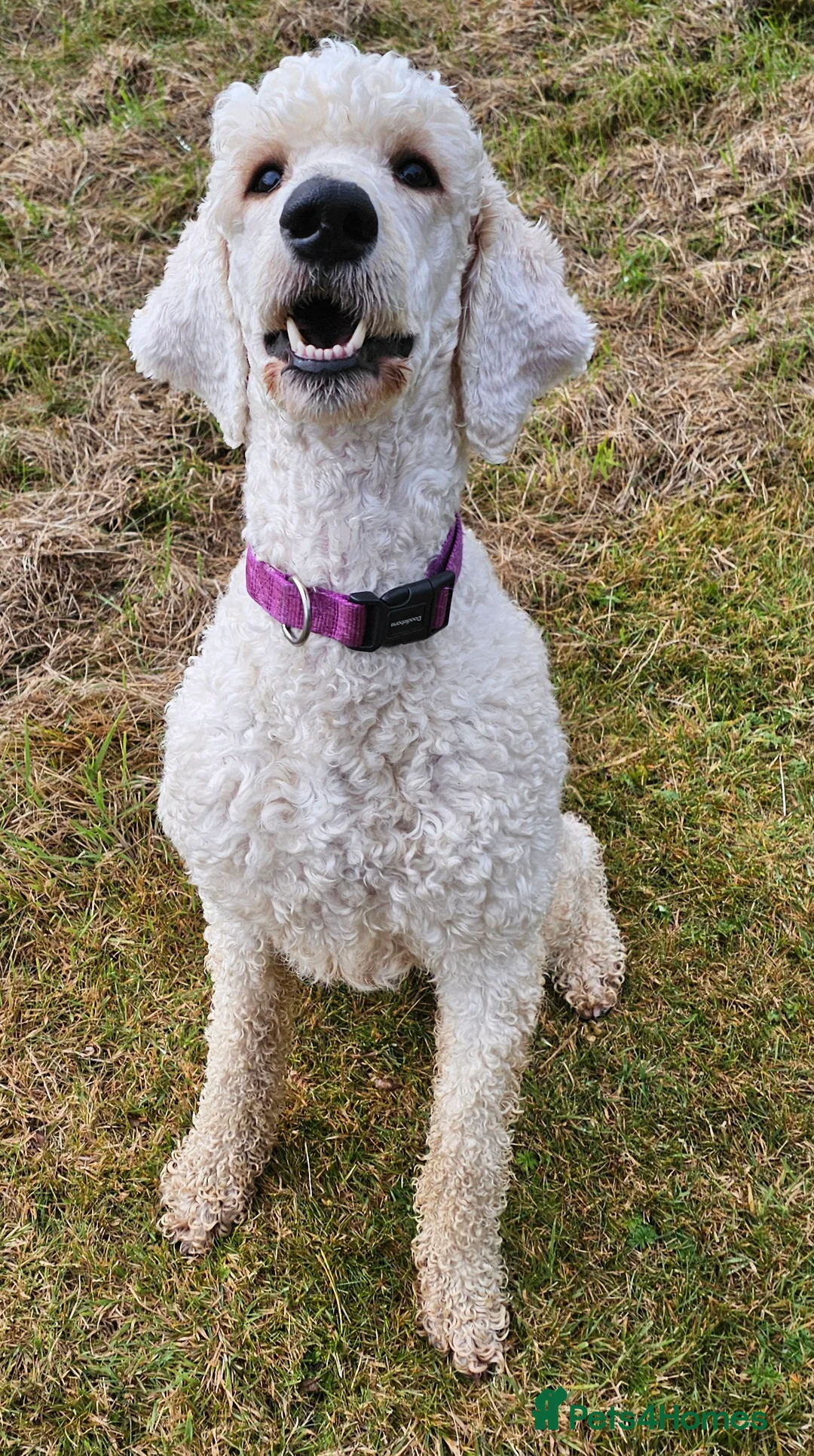 Standard Poodle dogs for stud: Health tested black phantom wrapped in cream  - Advert 5