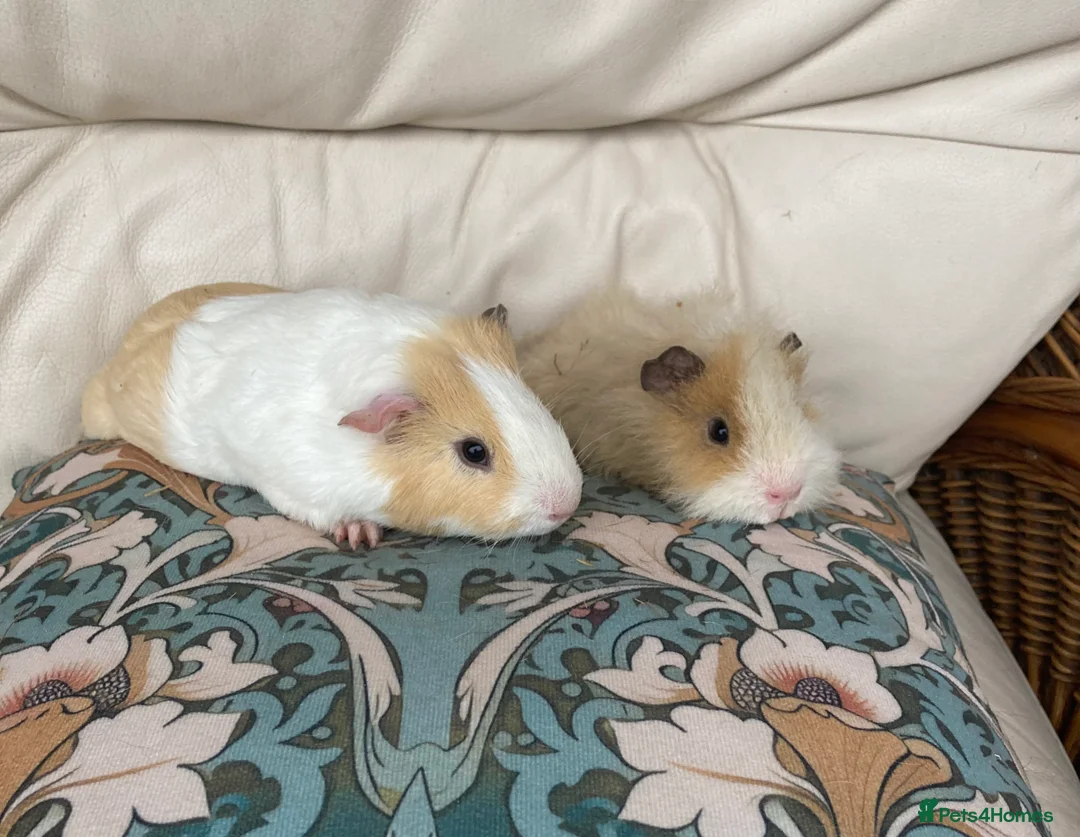 Guinea Pig rodents for sale: Gorgeous Guinea Pigs - Advert 2