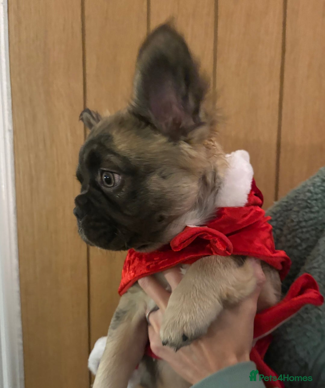 French Bulldog dogs for sale:  Fluffy Frenchie 🧸 - Advert 4