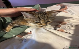 Mixed Breed cats for sale: Kitten - Image 3
