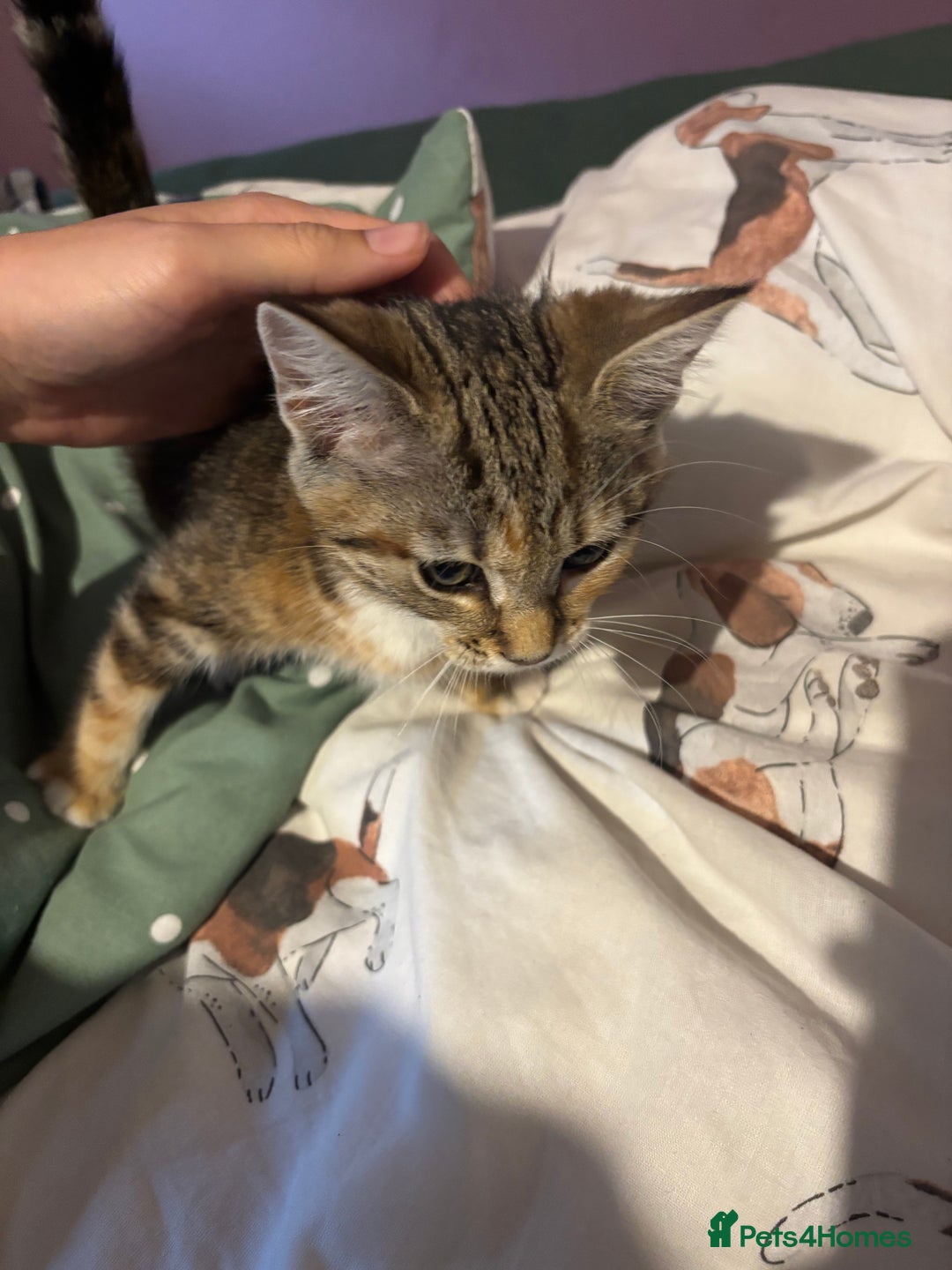Mixed Breed cats for sale: Kitten - Image 3