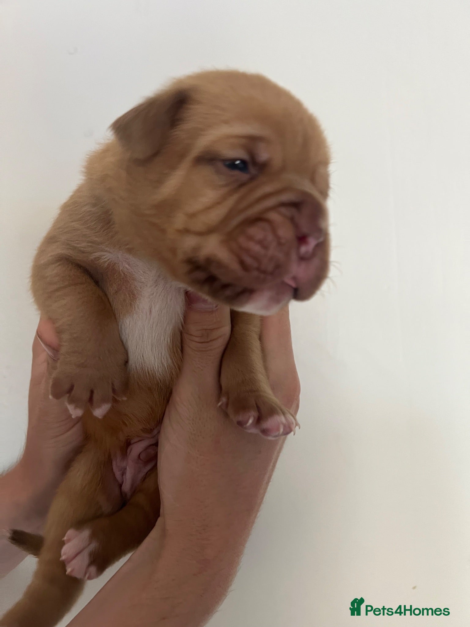 Dogue De Bordeaux dogs Beautiful chunky Douge de Bordeaux pups - Advert 3