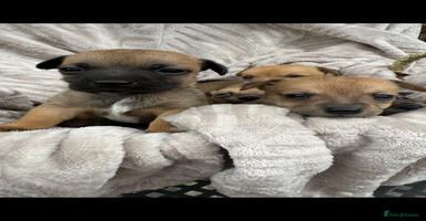 Jack Russell dogs - Advert 4