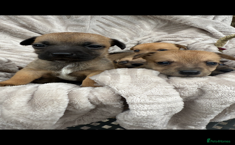 Jack Russell dogs - Advert 3