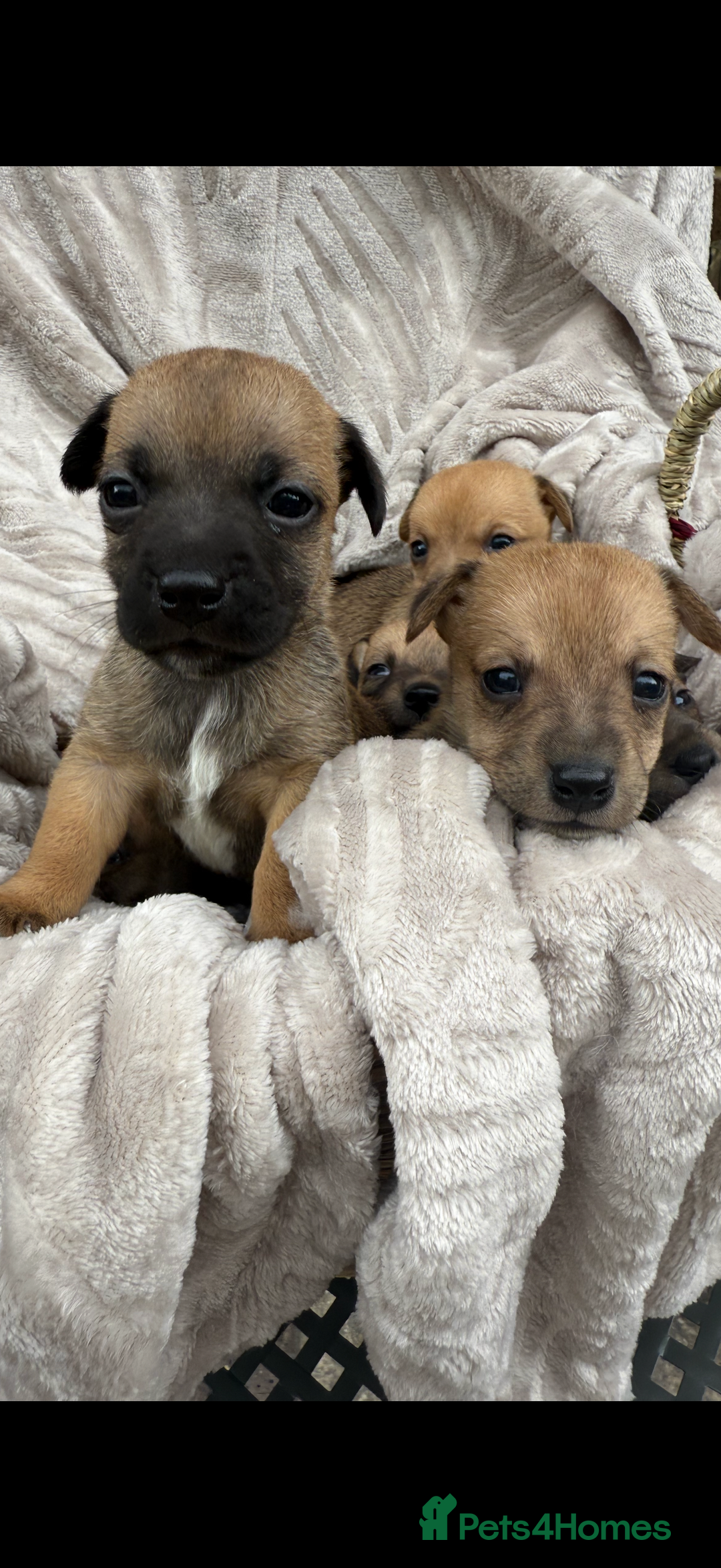Jack Russell dogs for sale: Beautiful litter of jack Russell puppies  - Image 1