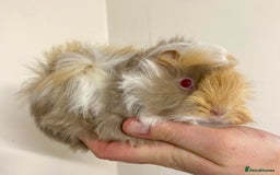 Guinea Pig rodents for sale: Long haired Guinea Pigs For Sale - Image 11