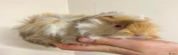 Guinea Pig rodents for sale: Long haired Guinea Pigs For Sale - Advert 11