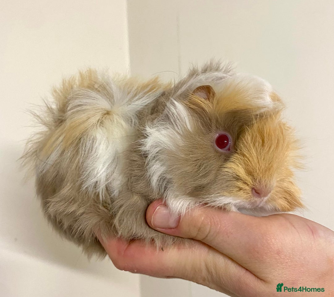 Guinea Pig rodents for sale: Long haired Guinea Pigs For Sale - Image 11