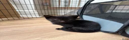 Mixed Breed cats for sale: Kittens ready now  - Advert 13