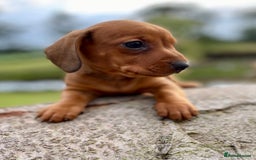 Dachshund dogs for sale: Male dachshund  - Image 6
