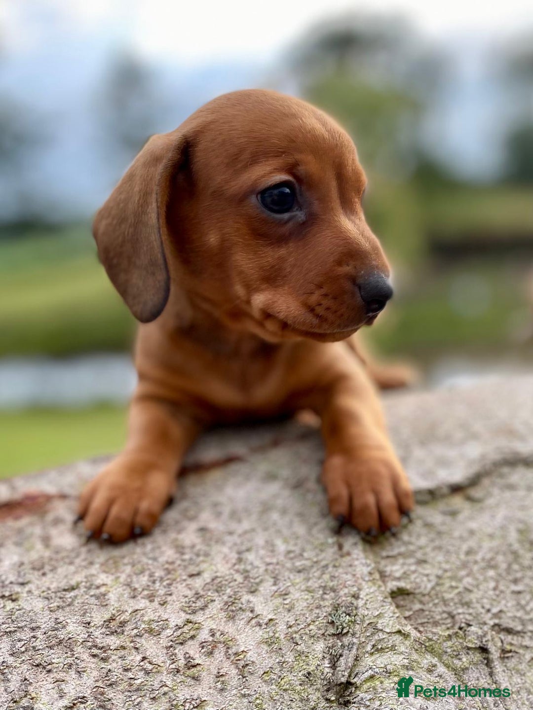 Dachshund dogs for sale: Male dachshund  - Image 6