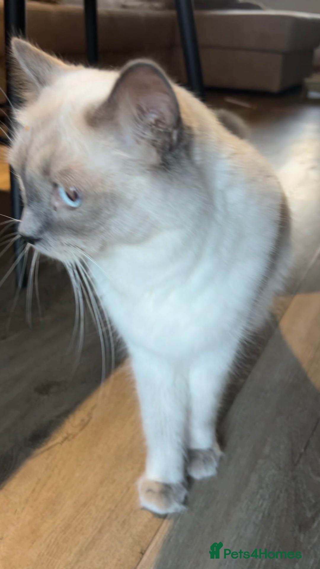 Ragdoll cats for sale: 3 Ragdoll kittens  - Advert 13