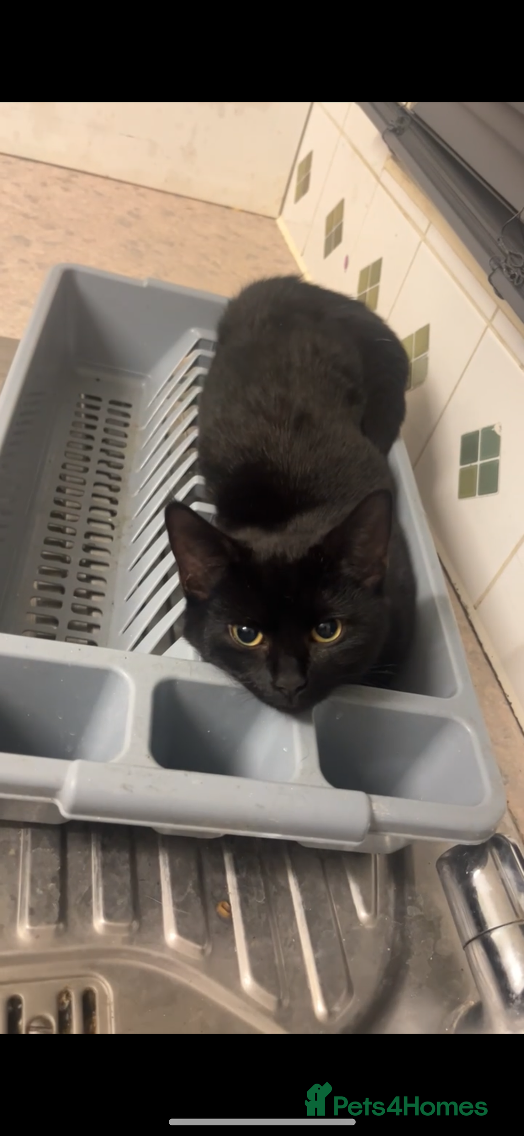 British Shorthair cats for sale: 2 beautiful female kittens for sale - Advert 2