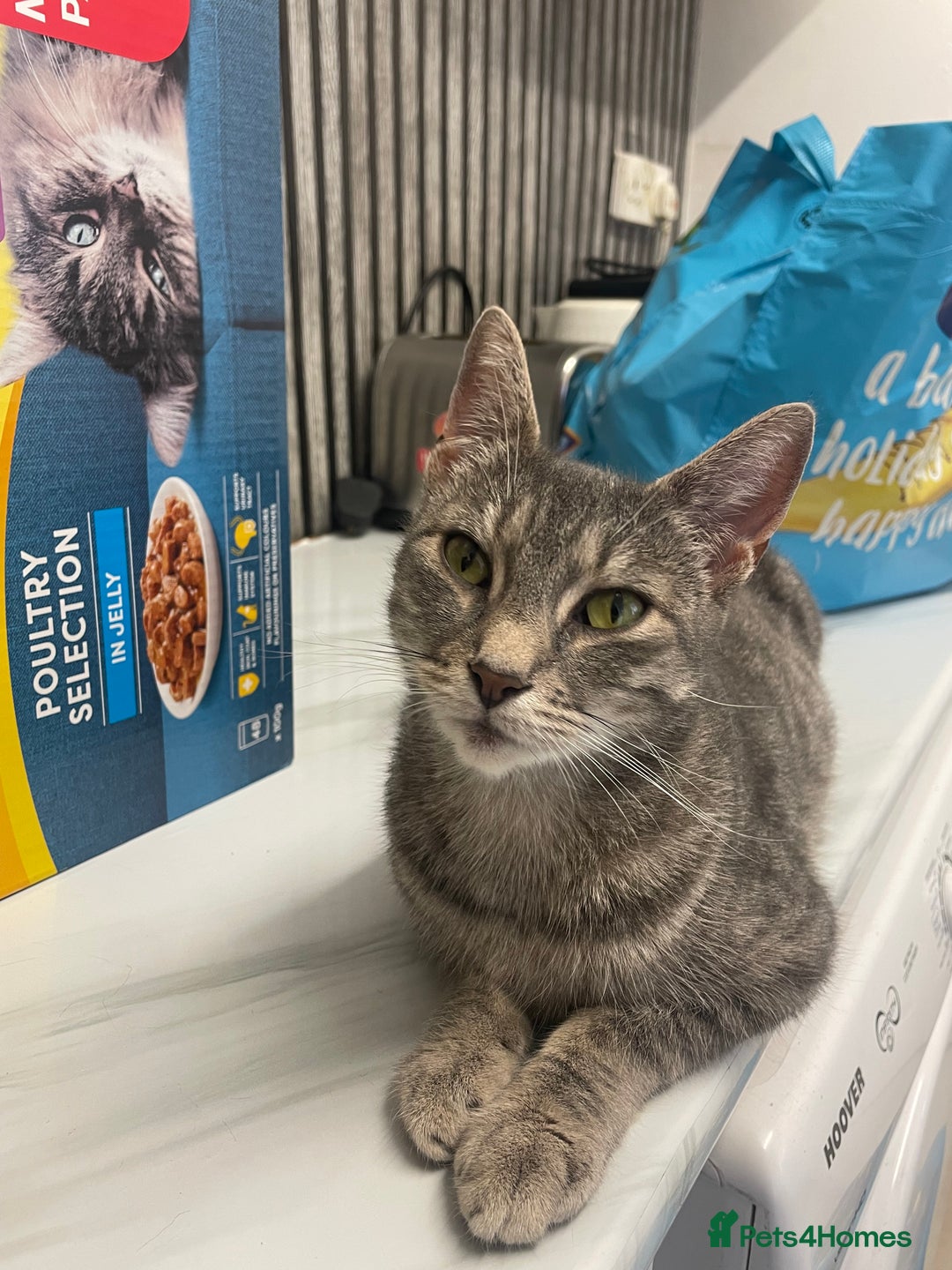 Mixed Breed cats for sale: TABBY FEMALE LEFT - Image 2