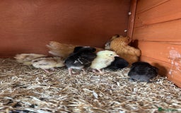 Chickens poultry for sale: week old chicks  - Image 5