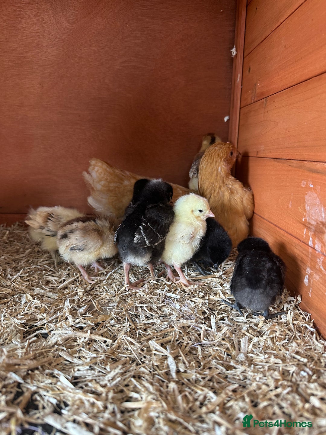 Chickens poultry for sale: week old chicks  - Image 5