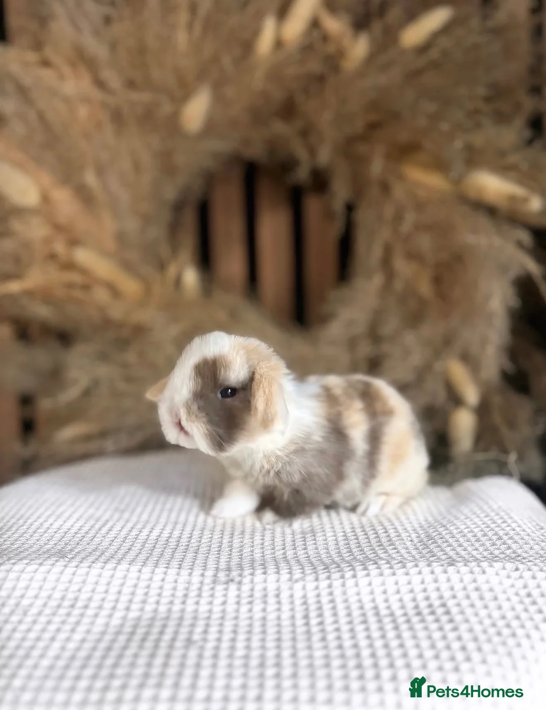 Mini Lop rabbits for sale: Chocolate Harli split doe  - Advert 2