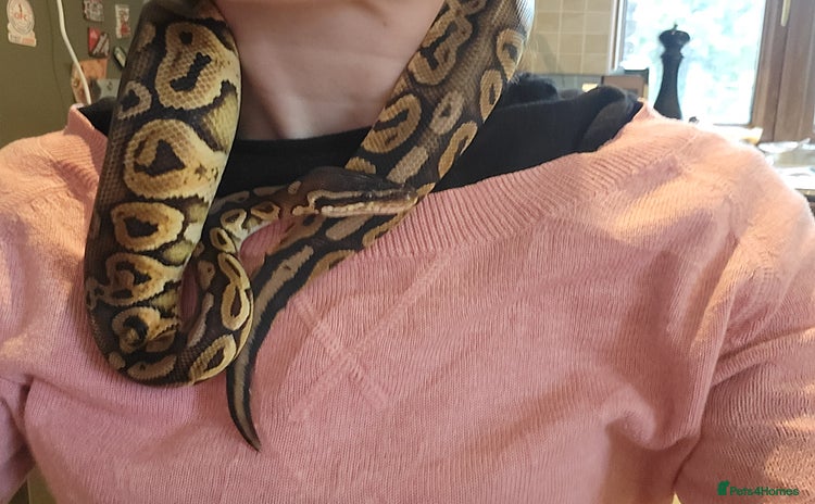 Python Snake reptiles - Advert 6