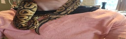 Python Snake reptiles for sale: Super pet royal python - Advert 1