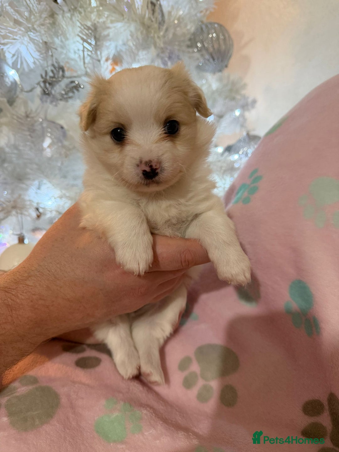 Pomchi dogs for sale: 🐻 Fluffy Rainbow Pomchis 🌈 - Advert 4