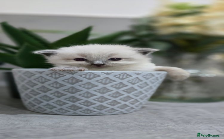 Ragdoll cats - Advert 5