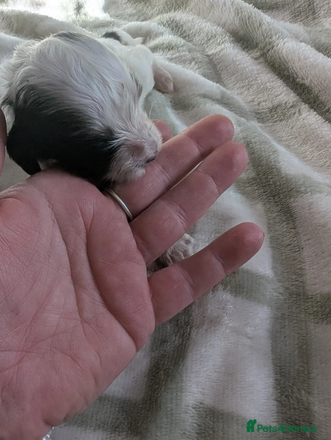 Cockapoo dogs for sale: Beautiful little of 5 Cockerpoos - Advert 11