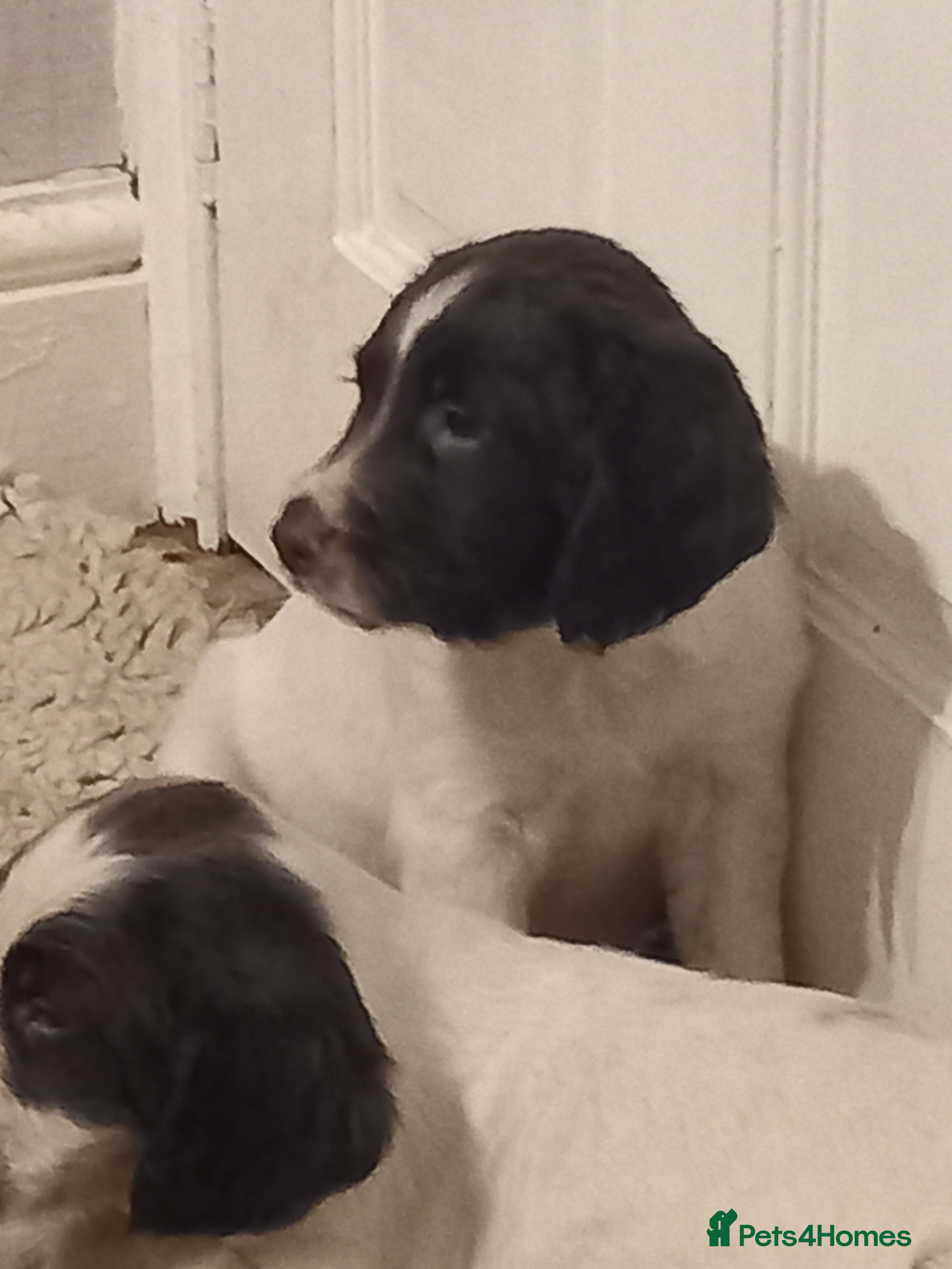 English Springer Spaniel dogs English springer spaniel  - Advert 3