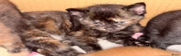 Mixed Breed cats for sale: One Tortoiseshell and two black kittens for sale  in Taunton - Advert 6