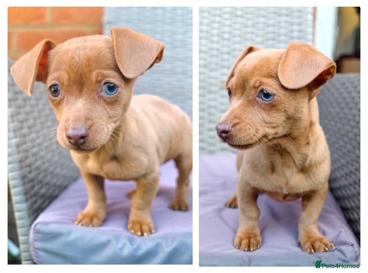 Chihuahua dogs for sale: Chiweenies *Last One* Tiny Puppies  - Advert 20