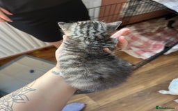 Mixed Breed cats for sale: Part Siamese kittens for sale - Image 16