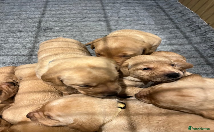 Labrador Retriever dogs - Advert 4